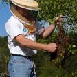 Sunny Cove Bee Farm