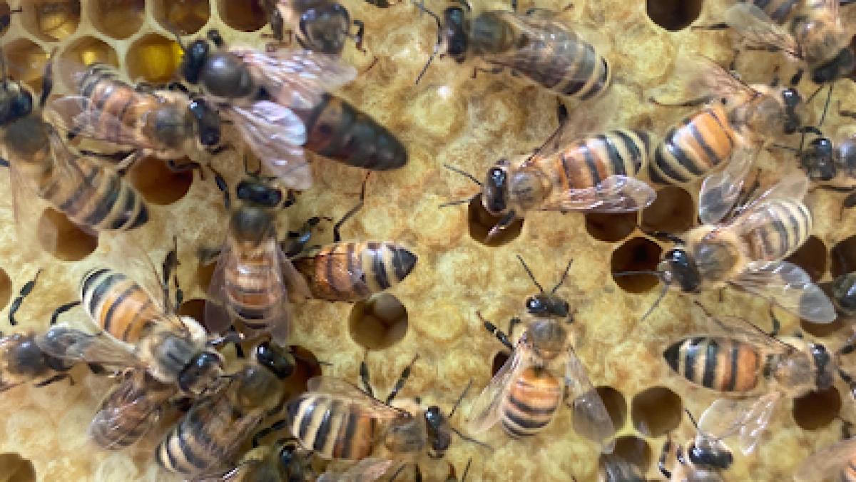 Talbot Hive and Honey