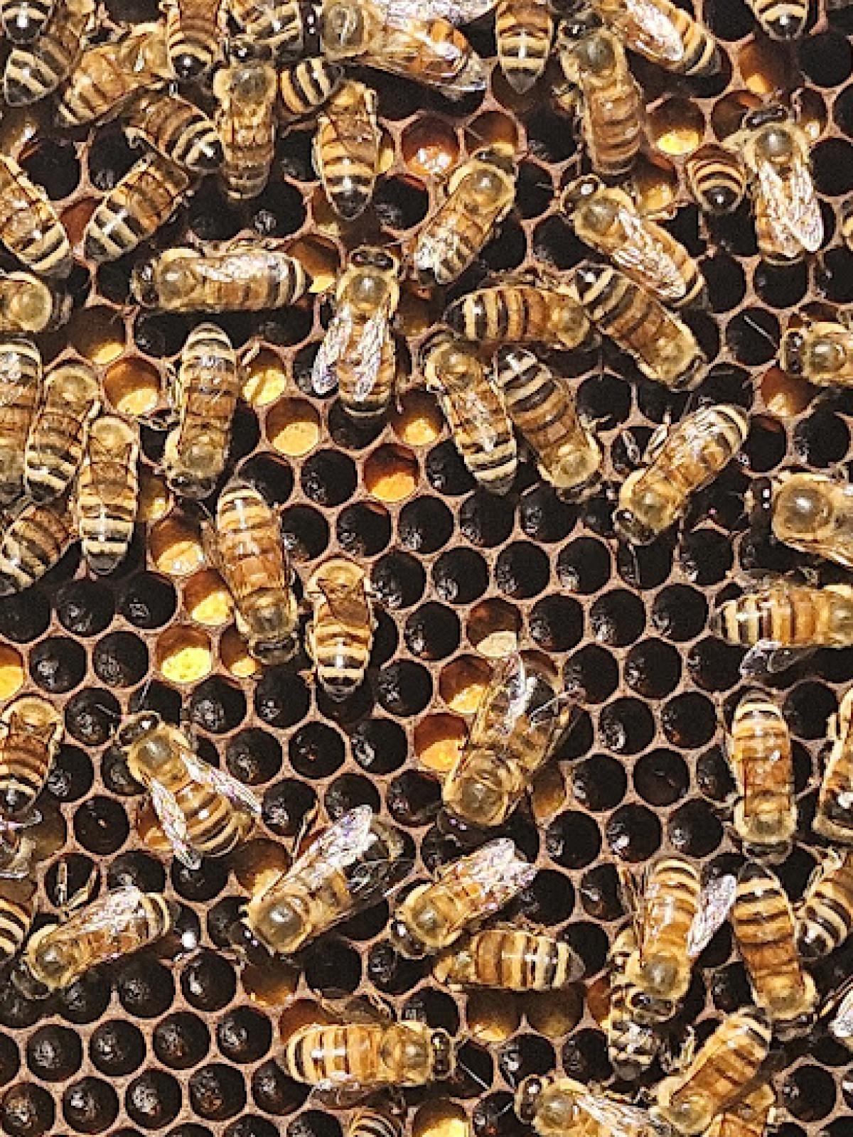 S&H Apiary
