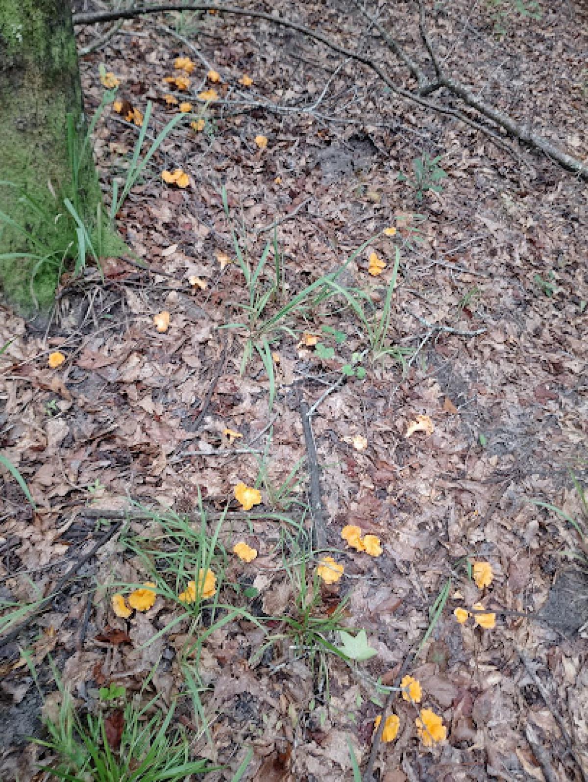 Sylbeez Farm and Forage LLC