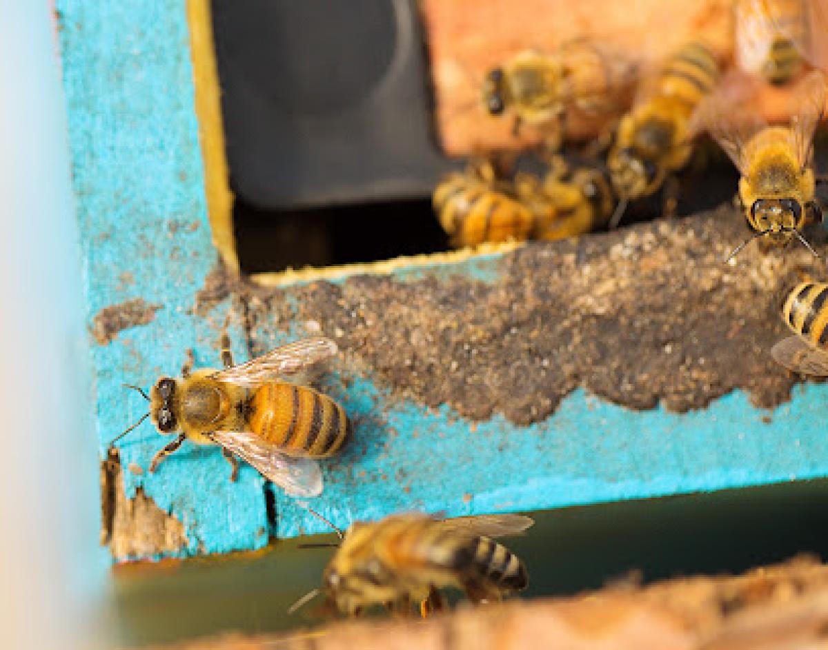 BeeMade Honey - Glass, Gifts & Supplies