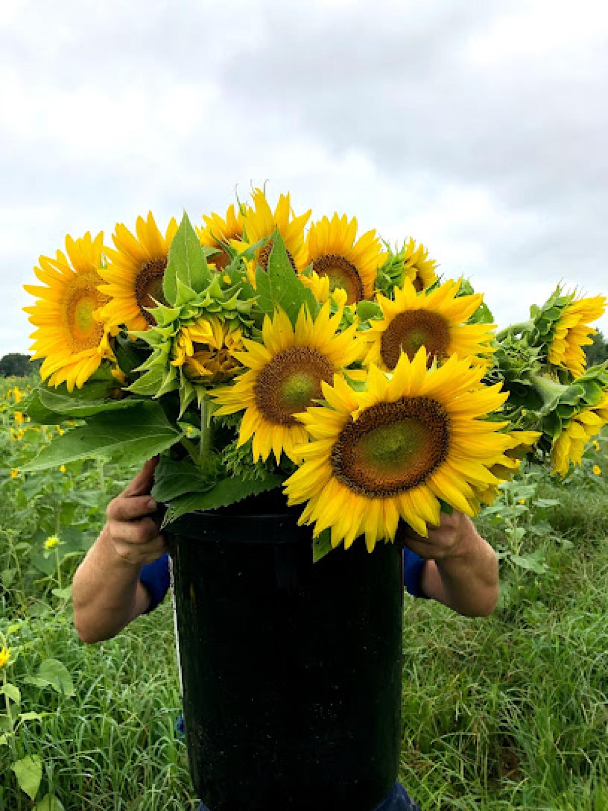 Bluegrass Berry Farm