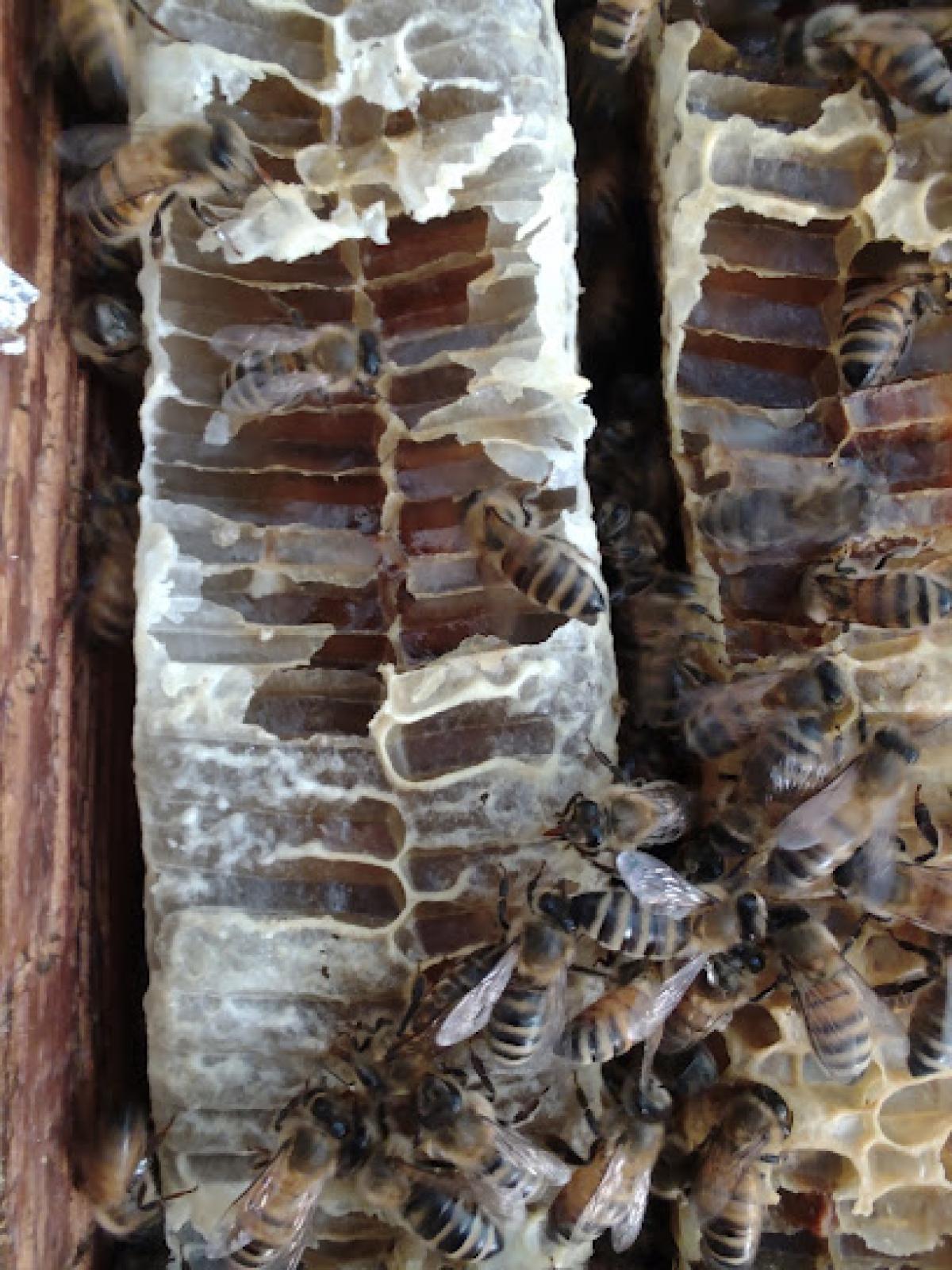 Its All Better Honey Bee Rescue and removal