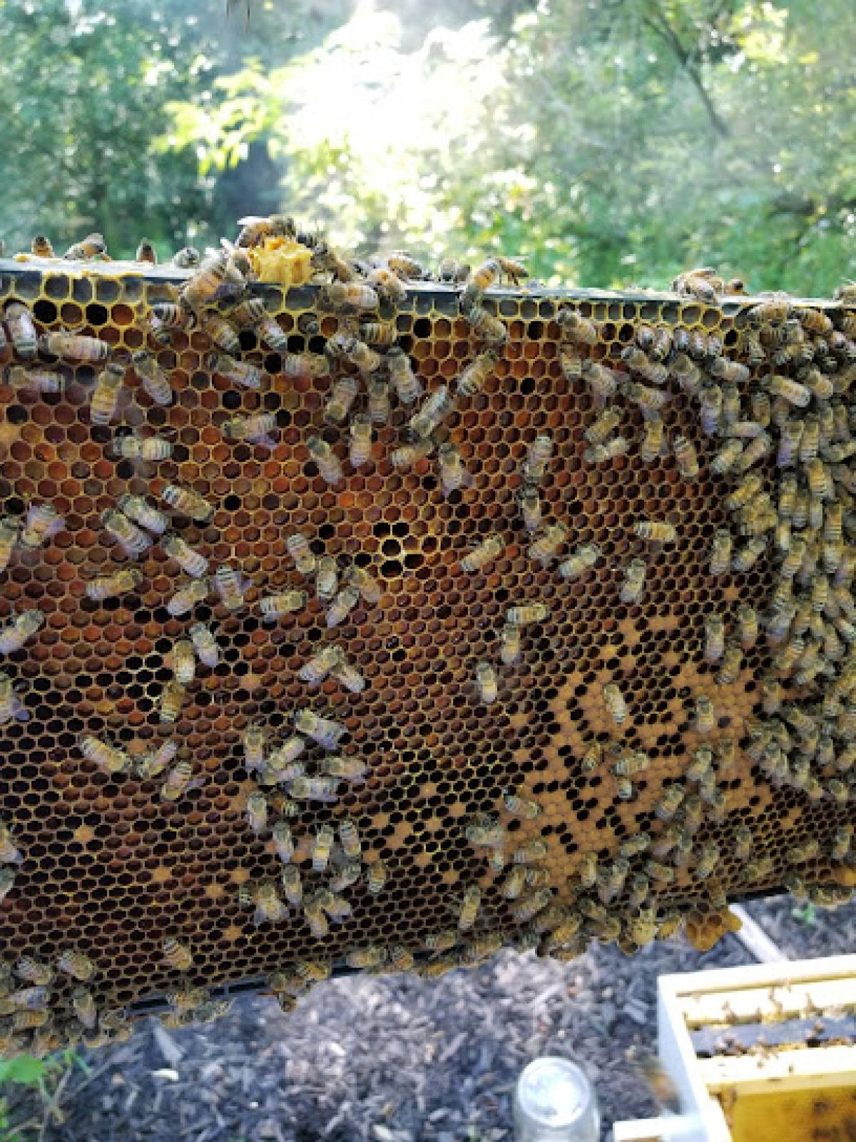 Hillside Hives Bville