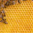 Rockland Bee Tours