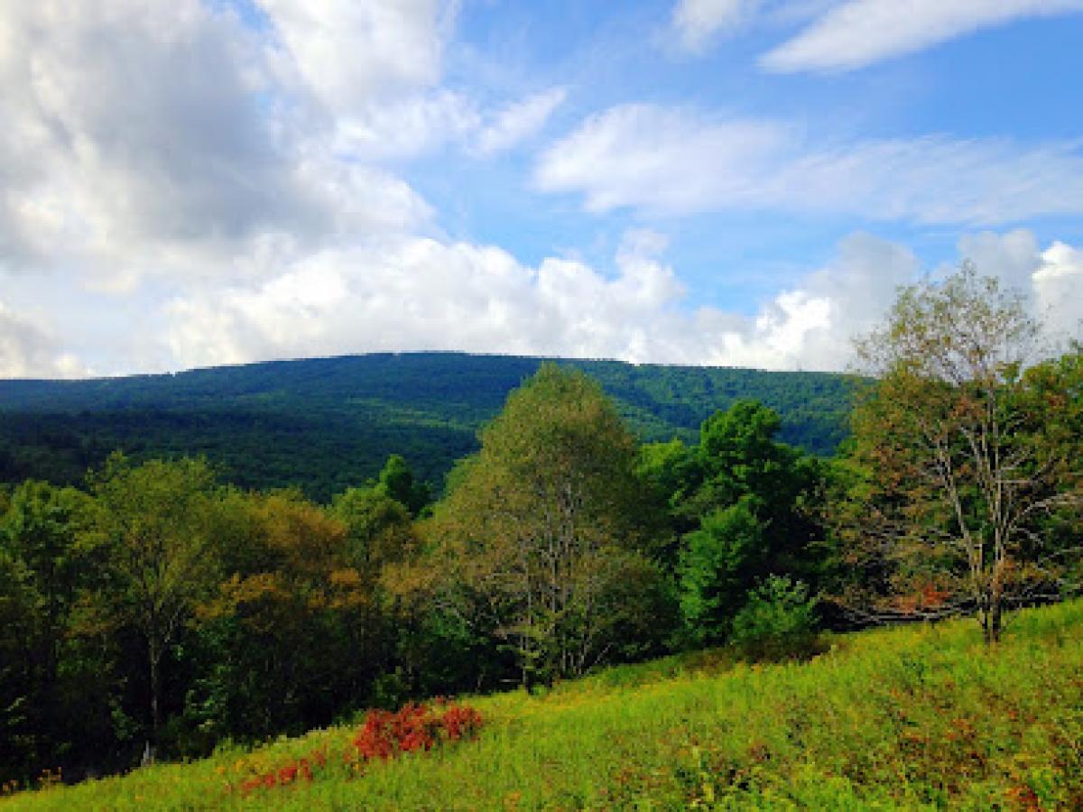Griffin Corners - Chasing Honey Farm