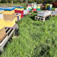 Fessides Farm & Apiary