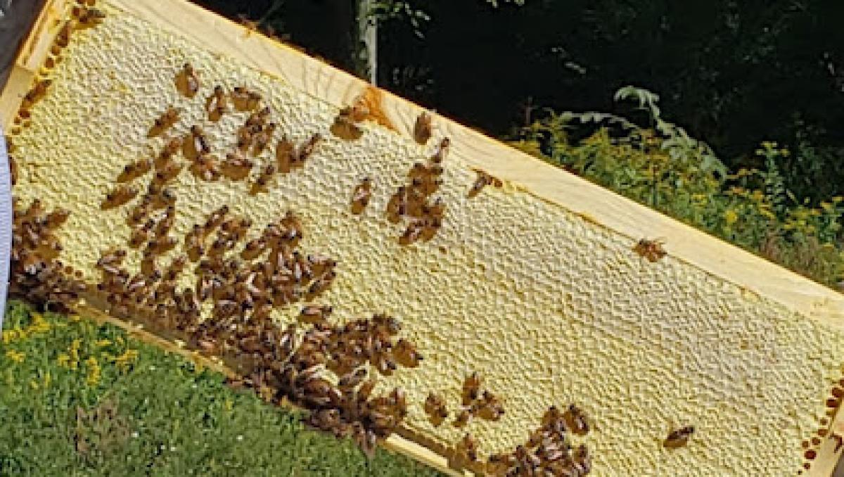 Bennetts Valley Honey Company