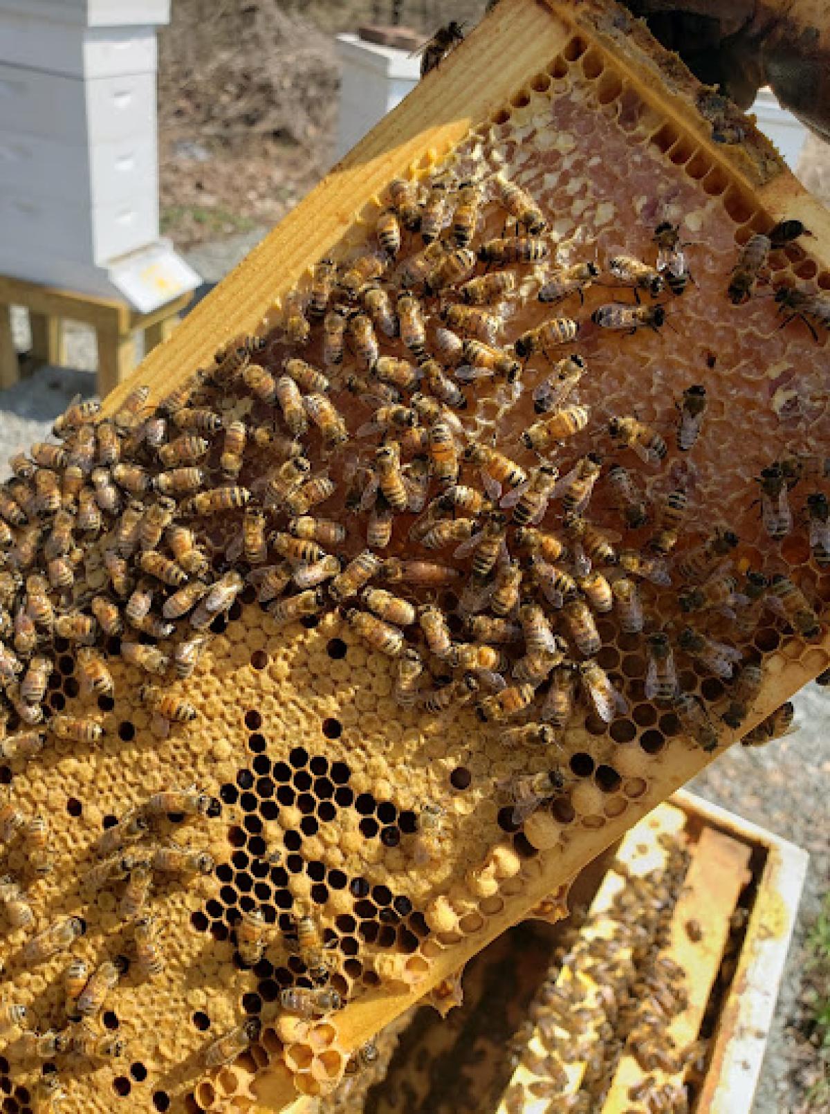 Bitler Farms Apiary