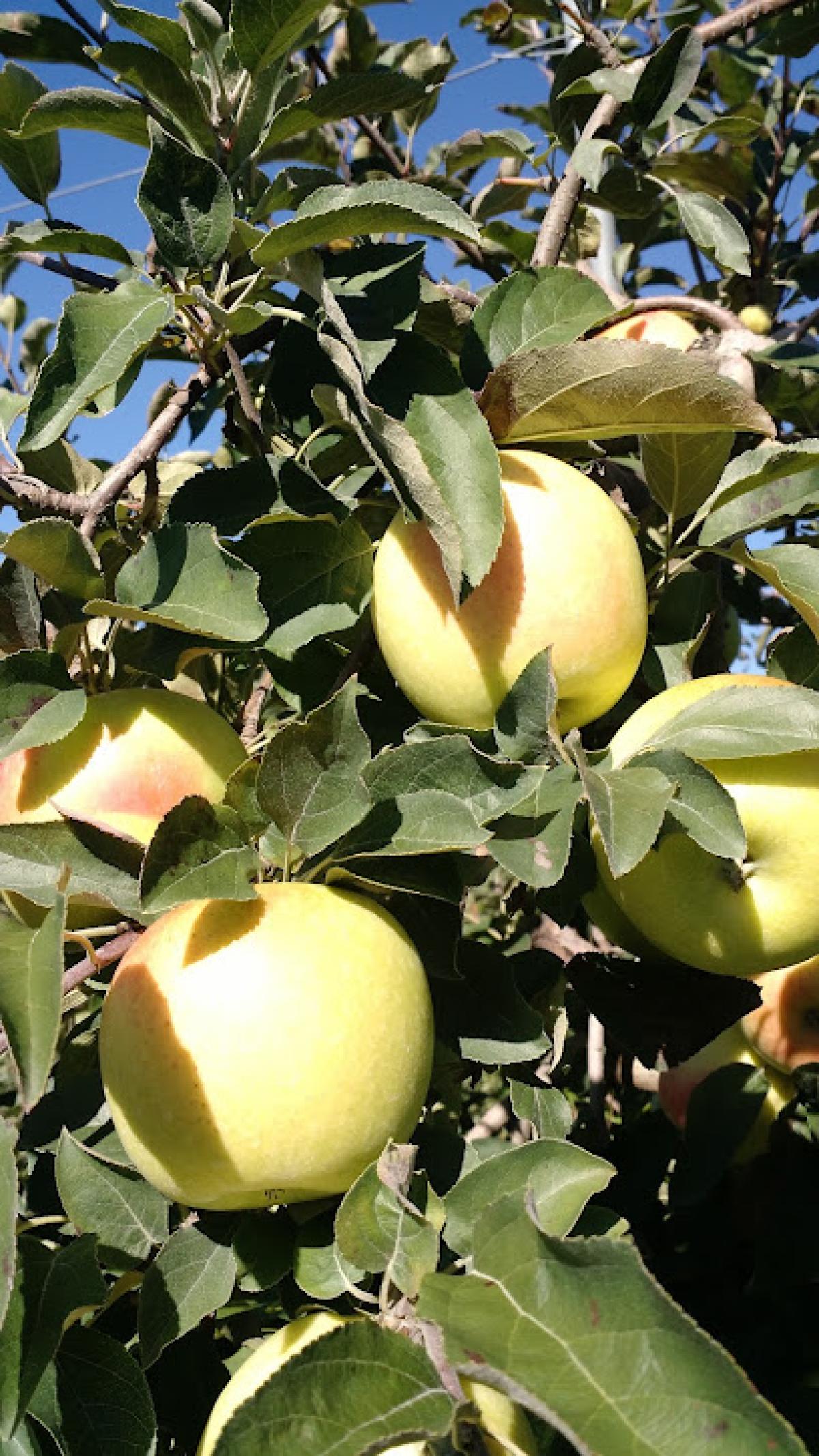 Bellinger's Orchard LLC