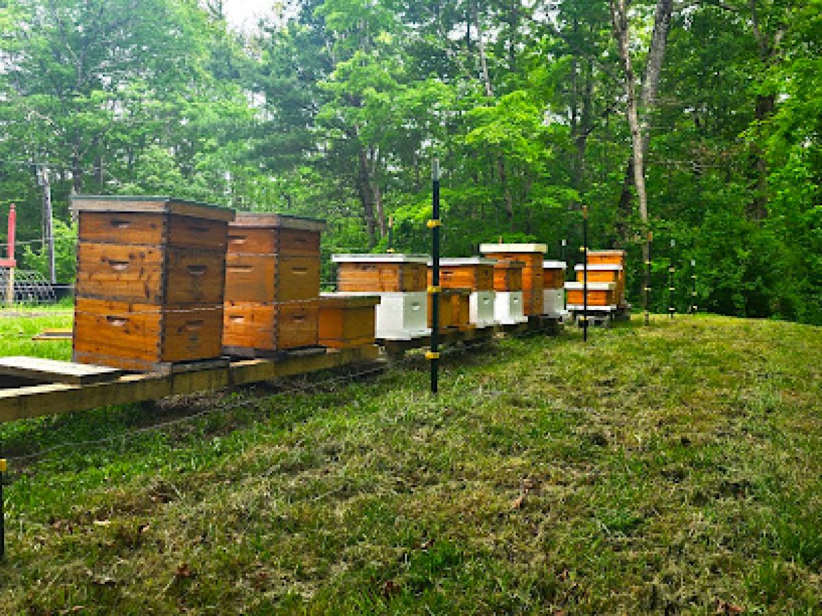 PenzaBee's Apiary