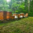 PenzaBee's Apiary