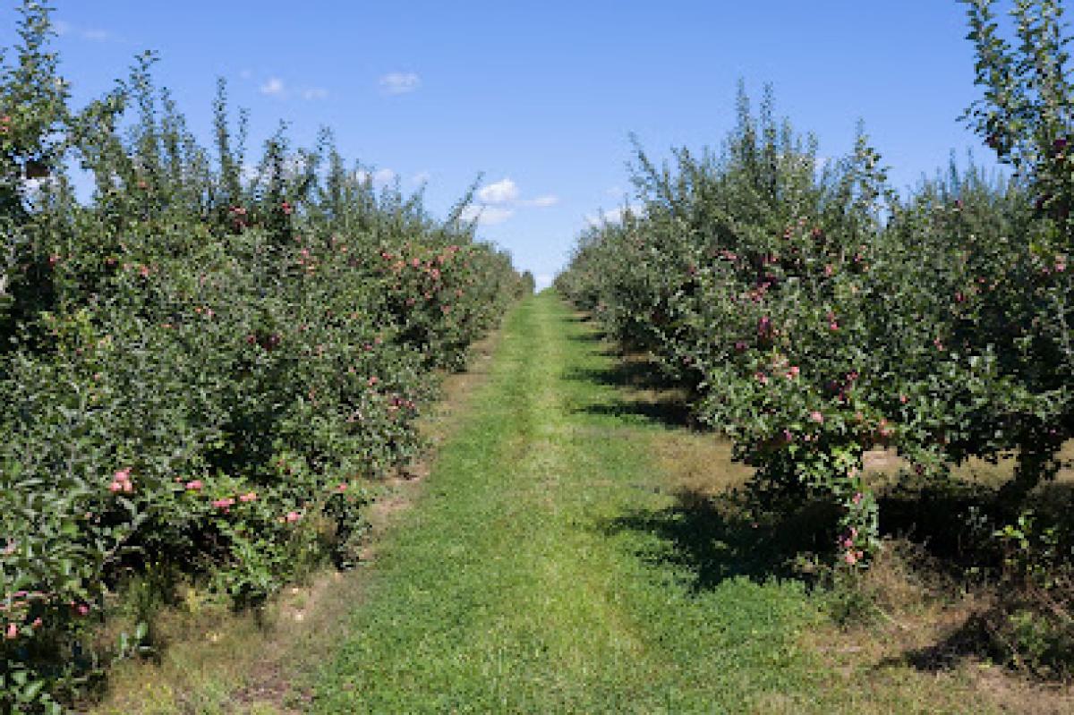 Apple Ridge Orchards