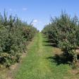 Apple Ridge Orchards