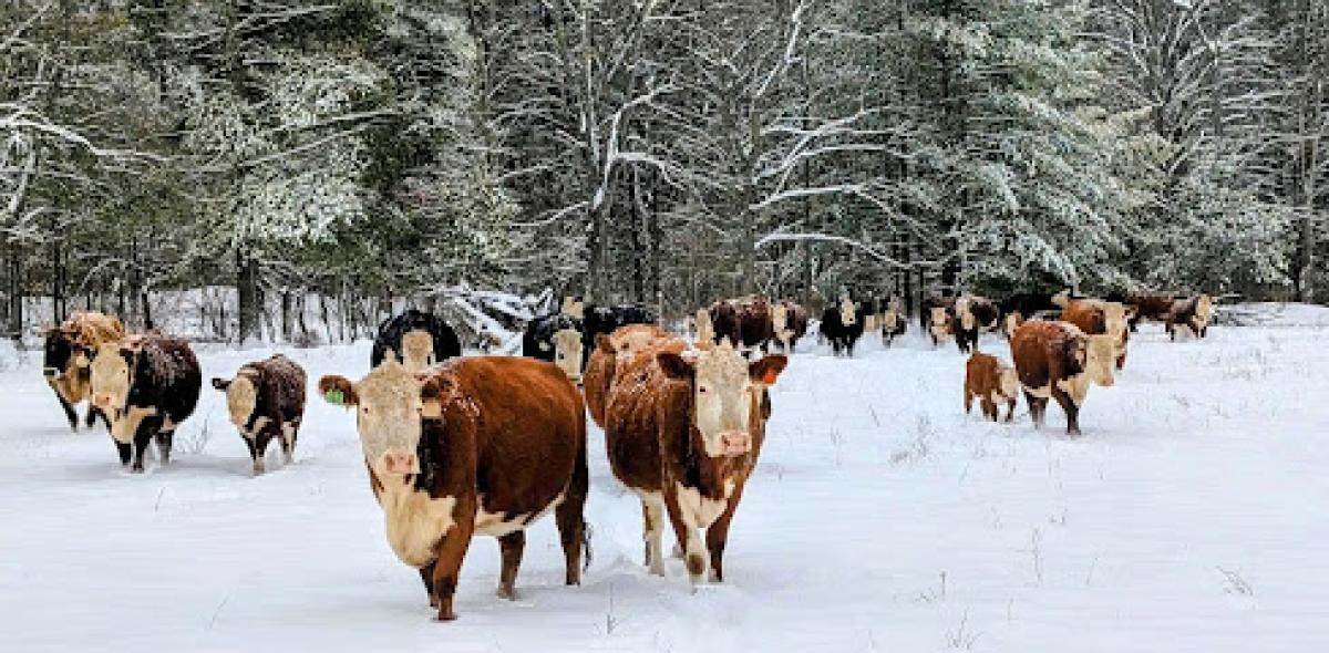 Johnk Family Farm LLC