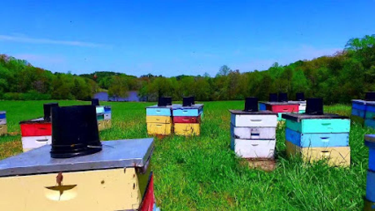 Bee Well Honey Bee Supply