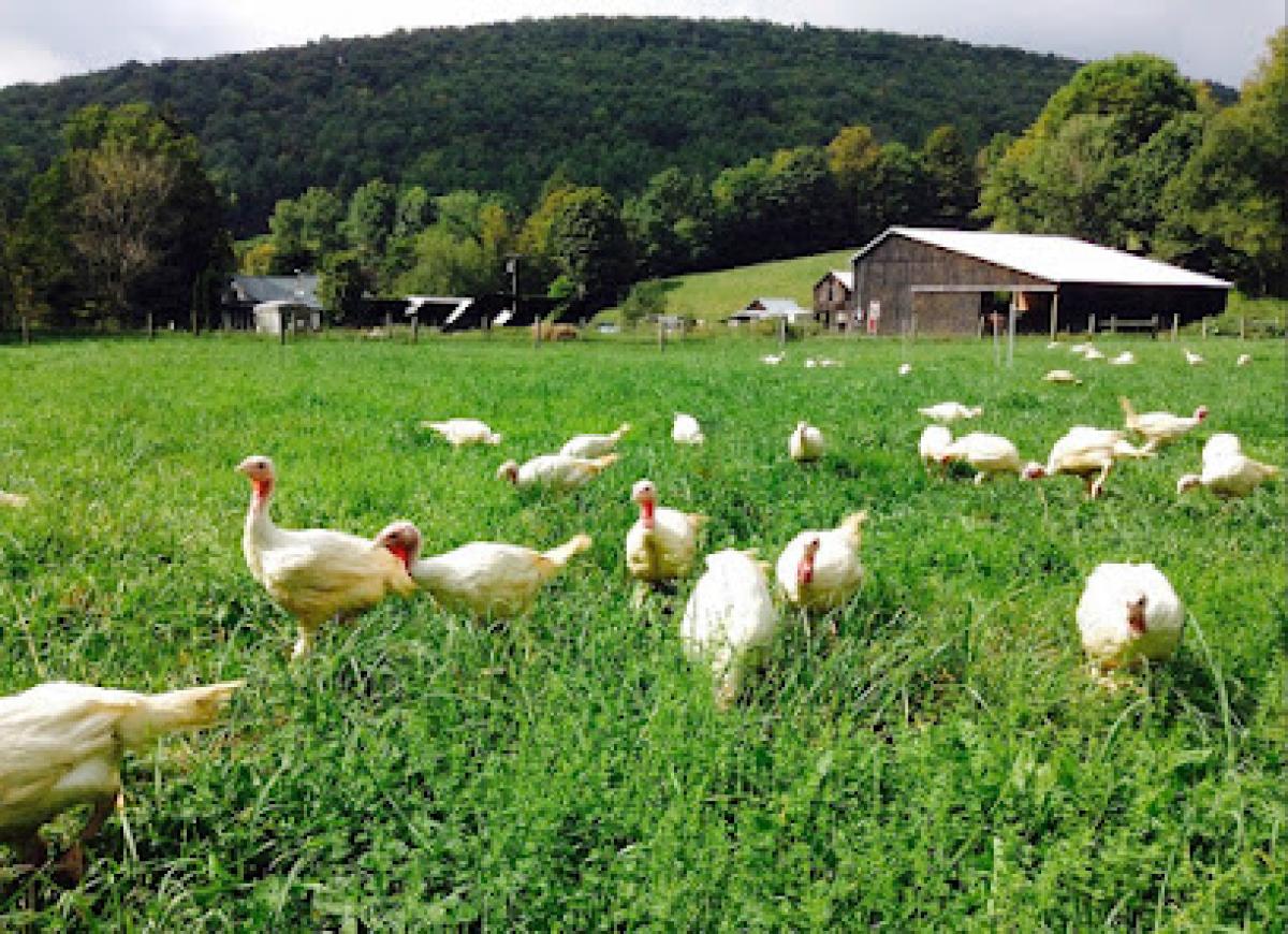 Sap Bush Hollow Farm, LLC